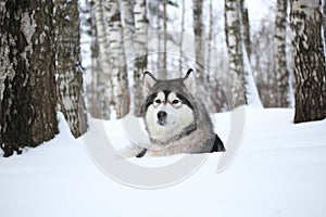 Domestic dog Alaskan Malamute in winter lies in the snow in a birch grove looking at the camera