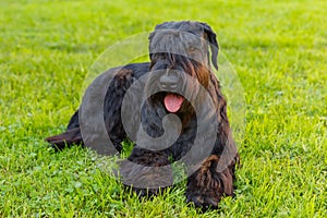 Doméstico el perro negro gigante hombre barbudo criar 