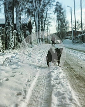 A scrappy dog runs in the snow on the outskirts of Kyiv photo