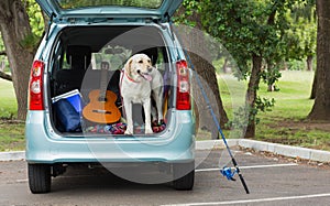 Domestic dog in car trunk