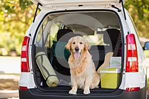 Domestic dog in car trunk