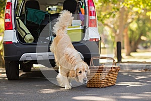 Domestic dog in car trunk