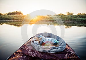 Domestic dog enjoys freedom outside the house on fishing with owners in the early morning in nature. Pets fishing on the