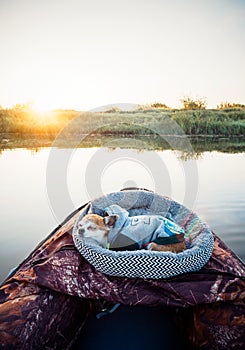 Domestic dog enjoys freedom outside the house on fishing with owners in the early morning in nature. Pets fishing on the
