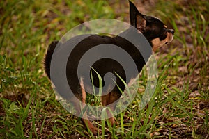 Domestic dog a female short haired black and brown Chihuahua outdoors pooping on grass