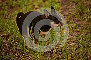 Domestic dog a female short haired black and brown Chihuahua outdoors pooping on grass