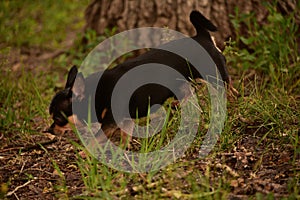 Domestic dog a female short haired black and brown Chihuahua outdoors pooping on grass