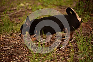 Domestic dog a female short haired black and brown Chihuahua outdoors pooping on grass