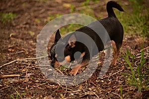 Domestic dog a female short haired black and brown Chihuahua outdoors pooping on grass