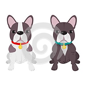 Domestic dog French Bulldog breed on the white background.