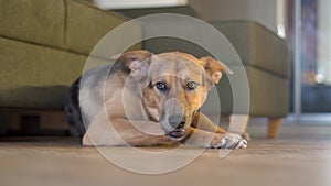 Domestic dog gnaws a bone on the floor