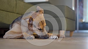 Domestic dog gnaws a bone on the floor