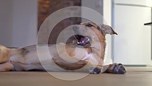 Domestic dog gnaws a bone on the floor