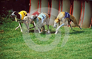 Domestic Dog, Greyhound Racing