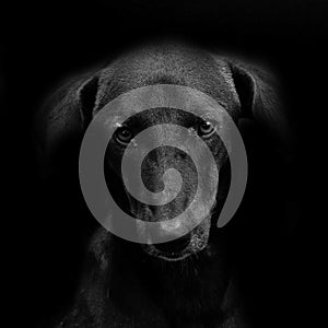 Black dog in the dark photo