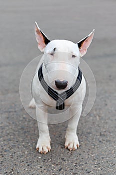 Domestic dog Miniature Bull Terrier breed