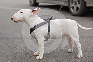 Domestic dog Miniature Bull Terrier breed