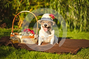 Domestic dog at picnic at sunny summer day