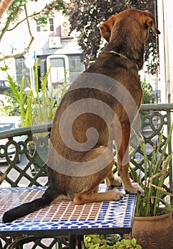 Domestic dog scient. name Canis lupus familiaris mammal animal