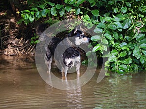 Domestic dog swims in the river near the shore