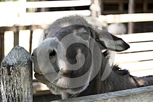 Domestic donkey