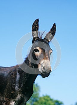 Domestic Donkey, Adult, West of France