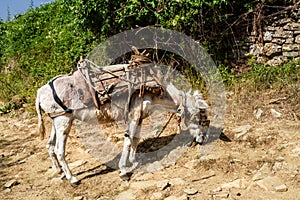 Domestic Donkey. Albania, Europe