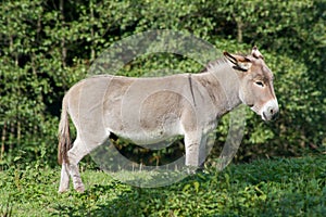 A domestic donkey Equus asinus asinus in a meadow