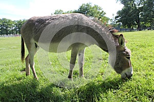 A domestic donkey Equus asinus asinus in a meadow