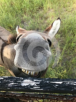 Domestic donkey (Equus asinus) smiling with teeth visible, chin in aged fence board