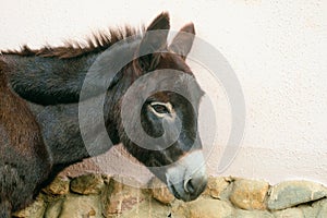 Domestic donkey face close-up. Side view. Equus asinus domestic