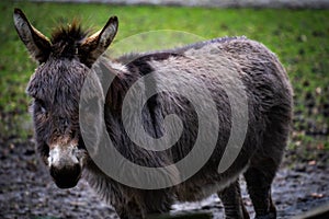 Domestic donkey at the farm