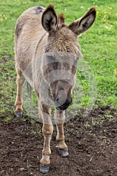 Domestic donkey at the farm