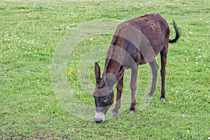 Domestic donkey in a field 2