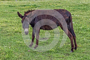 Domestic donkey in a field