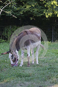 domestic donkey grazing grass