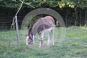 domestic donkey grazing grass