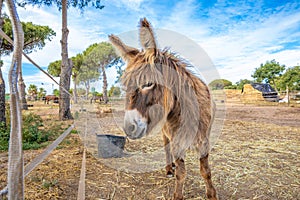 Domestic donkey with great shaggy hair on a farm