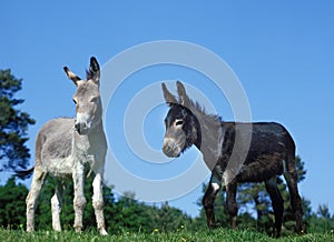 Domestic Donkey and Grey Donkey