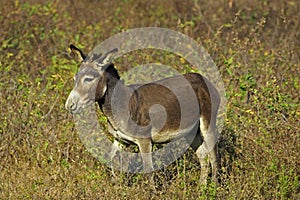 Domestic Donkey, Los Lianos in Venezuela