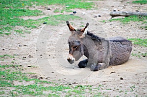 Domestic donkey resting