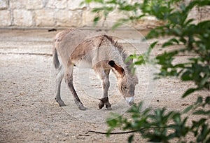A domestic donkey stands behind green leaves