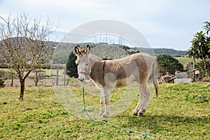 Domestic donkey tied to the rope, Portugal