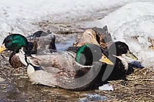 Domestic drakes and ducks on spring ice