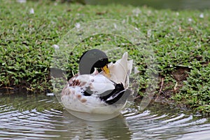 DOMESTIC DUCK IN BLACK, WHITE AND BROWN COLORS IN THE LAKE, GUARAMIRIM CITY, STATE OF SANTA CATARINA, SOUTH OF BRAZIL