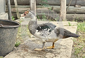 Domestic duck on farm yard