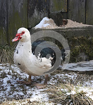 Domestic duck on farm yard