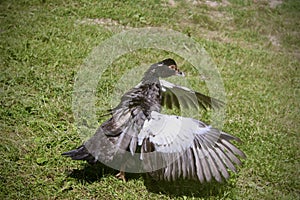 a domestic duck flaps its wings widely after bathing