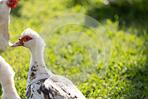 domestic duck on the grass