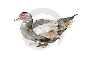 Domestic duck isolated on white background. Farm water bird